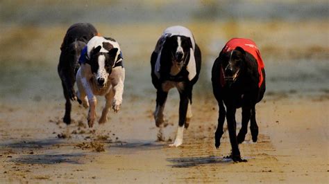 sky bet greyhounds|Greyhound Derby final to be shown on Sky Sports this Saturday.